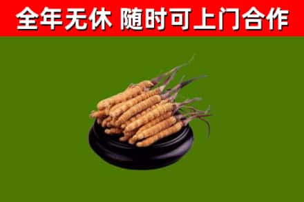 重庆市烟酒回收冬虫夏草.jpg
